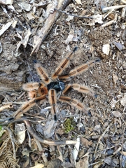 Phrixotrichus vulpinus