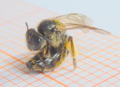 Apoidea
