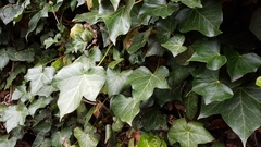 Hedera helix