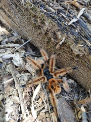 Phrixotrichus vulpinus