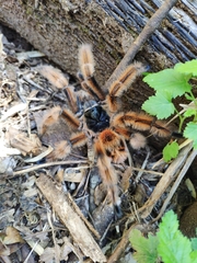 Phrixotrichus vulpinus