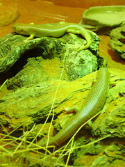 Liopholis striata