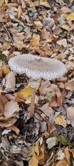 Macrolepiota procera