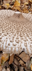 Macrolepiota procera