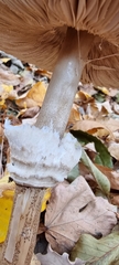 Macrolepiota procera