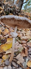 Macrolepiota procera