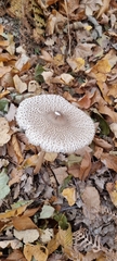 Macrolepiota procera