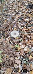 Macrolepiota procera