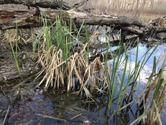 Carex lacustris