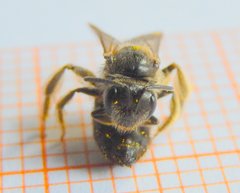 Apoidea