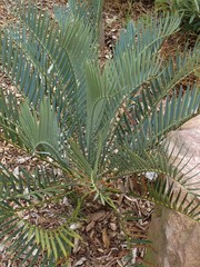 Encephalartos lehmannii