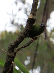 Erythrura trichroa