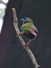 Erythrura trichroa