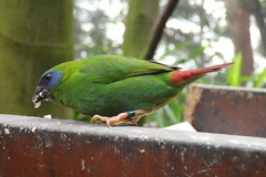 Erythrura trichroa