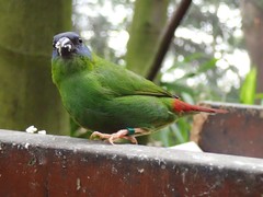 Erythrura trichroa