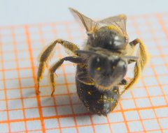 Apoidea