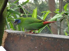Erythrura trichroa