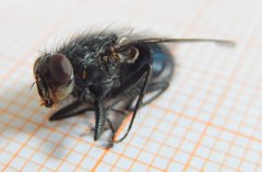 Calliphora vicina
