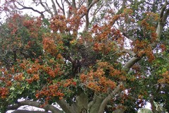 Ficus henneana