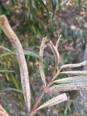 Phyllactinia hippophaes