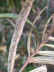 Phyllactinia hippophaes