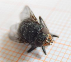 Calliphora vicina