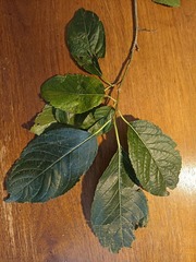 Prunus domestica