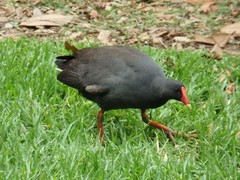 Gallinula tenebrosa