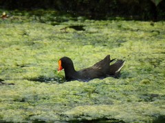 Gallinula tenebrosa