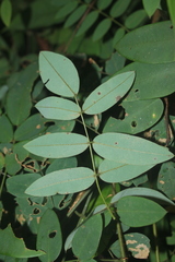 Barbieria pinnata