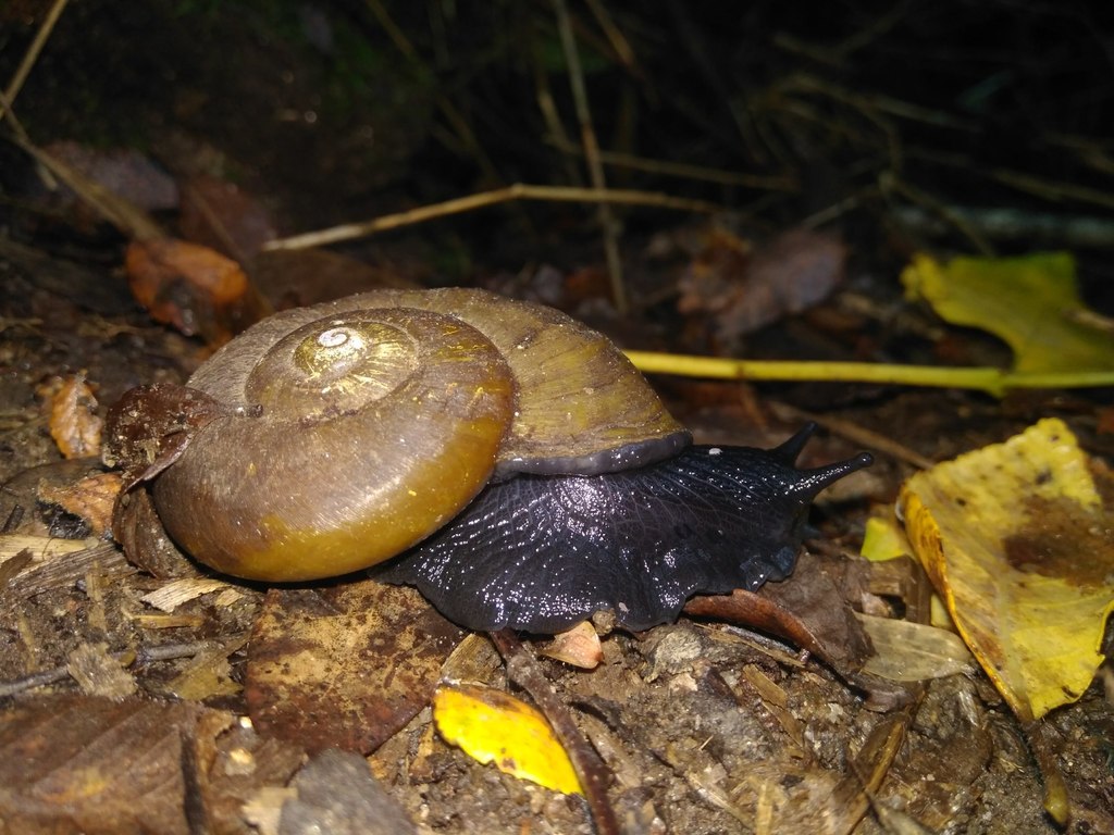 Chilean Black Snail
