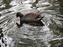 Gallinula tenebrosa