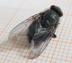 Calliphora vicina