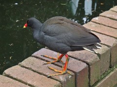 Gallinula tenebrosa