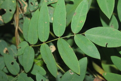Barbieria pinnata