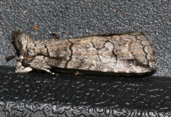 Crypsiprora orthogramma