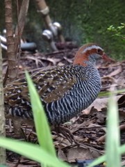 Gallirallus philippensis