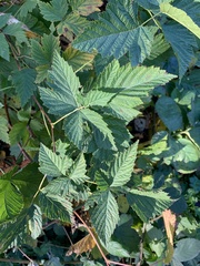 Rubus spectabilis