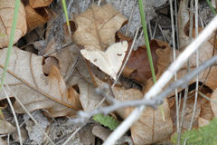 Hemeroplanis historialis