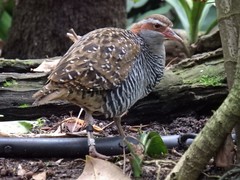 Gallirallus philippensis