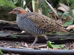 Gallirallus philippensis