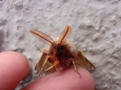 Lepidoptera