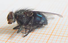 Calliphora vicina