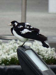 Grallina cyanoleuca