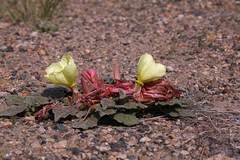 Oenothera xylocarpa