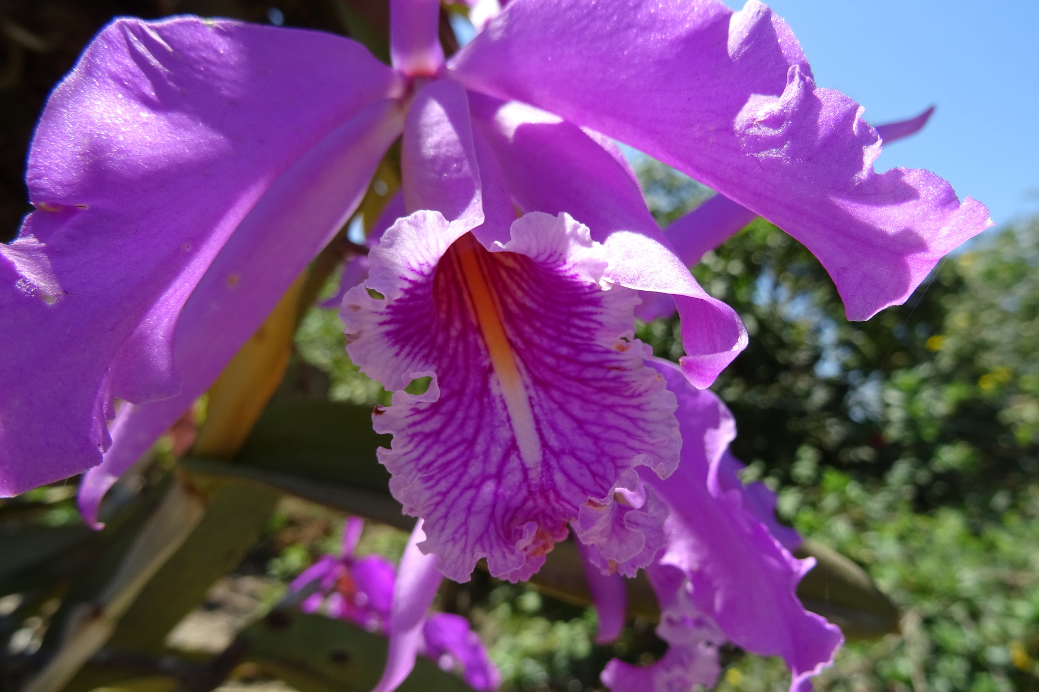 Cattleya maxima image