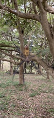 Trichonephila fenestrata