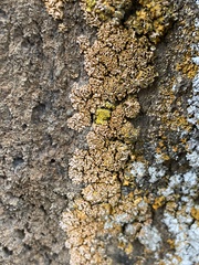 Xanthomendoza mendozae