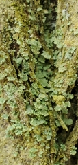 Cladonia santensis