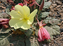 Oenothera xylocarpa